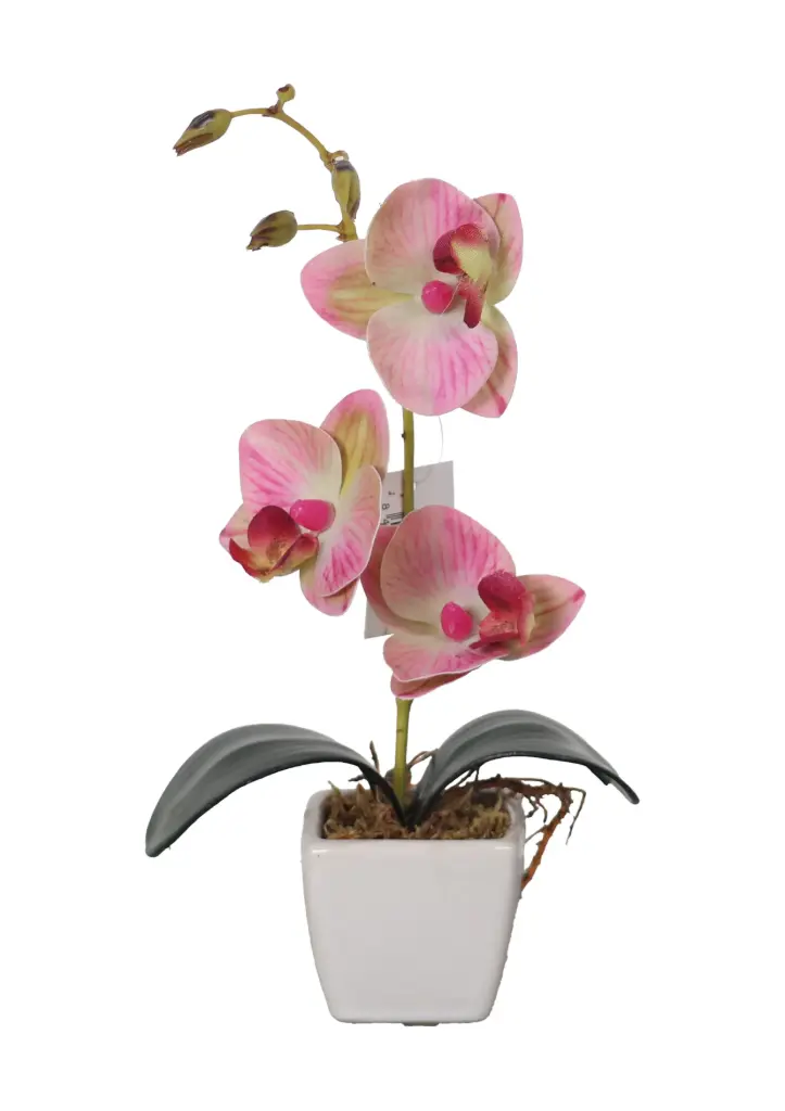orquidea en maceta 小蝴蝶兰盆景