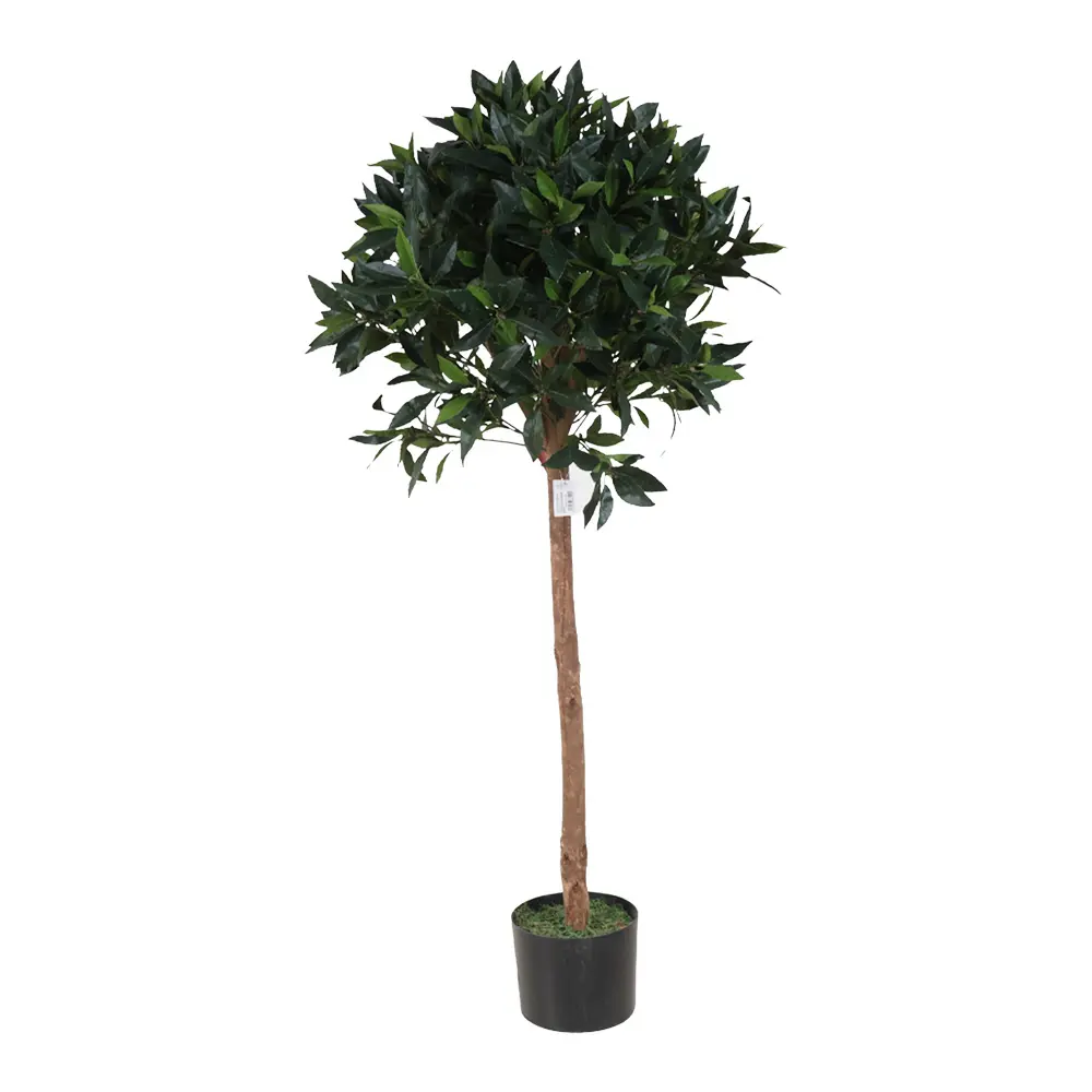 120cm Laurel tree con maceta