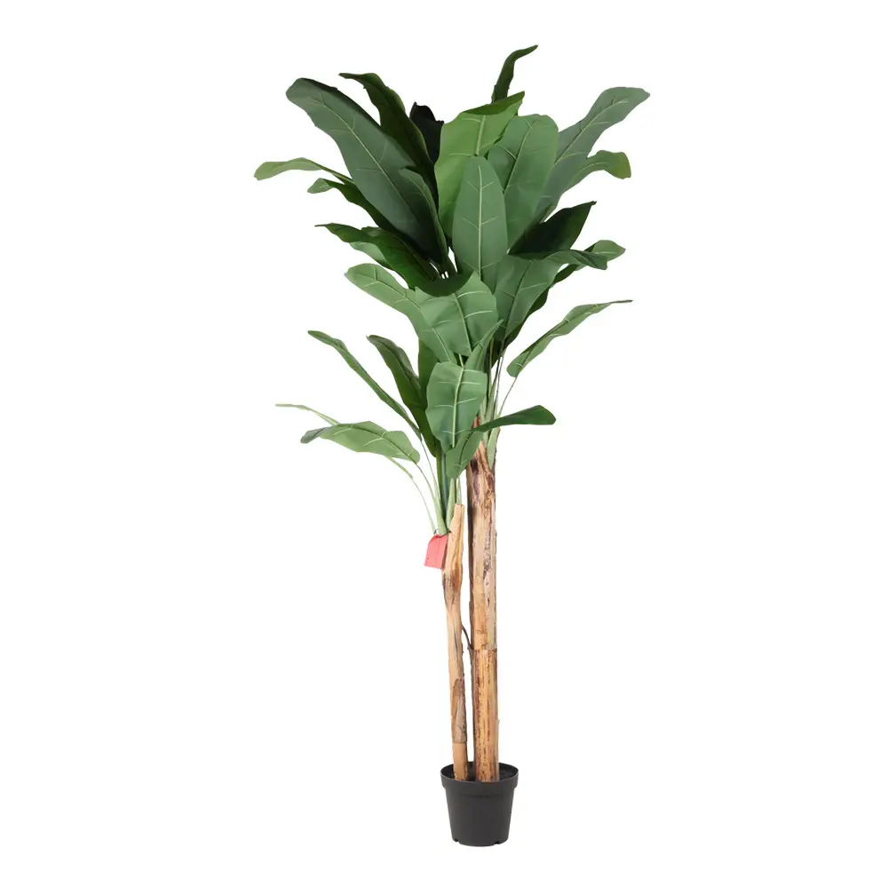 240cm Banana tree con meceta