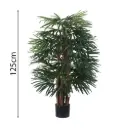 120cm Raphis palm with pot