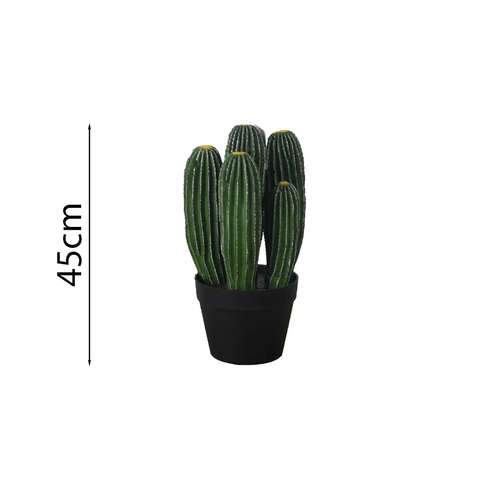 Cactus limón 45cm 龙凤柱五头 45cm高