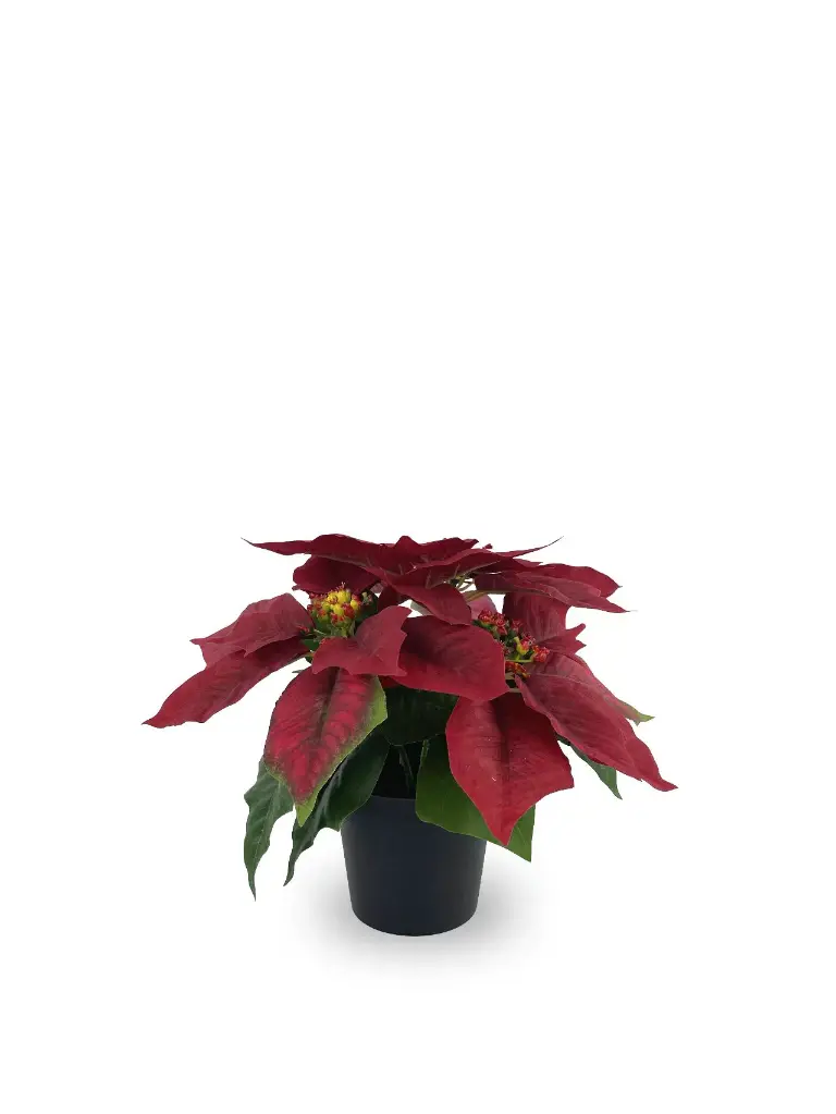 FLOR PASCUA*3 EN MACETA