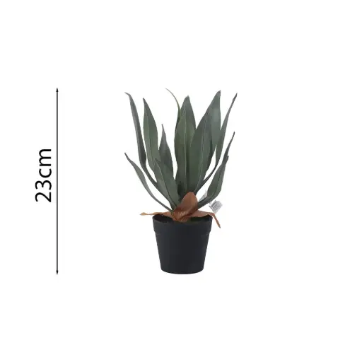 [631527] Planta de Agave Esmeralda de 23cm en Maceta
