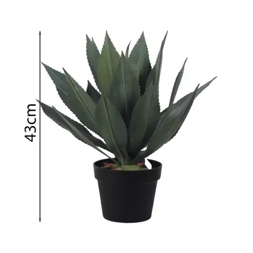 [631528] Planta de Agave Esmeralda de 43cm en Maceta