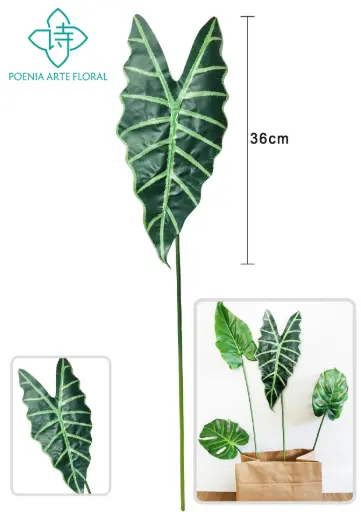 [630365] VARA HOJA Alocasia amaz¨®nica 70C