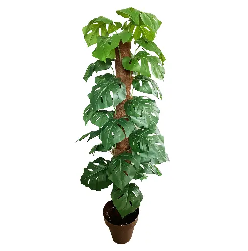 [630643] PLANTA 135CM ARTIFICIAL135CM包棕须大龟背叶