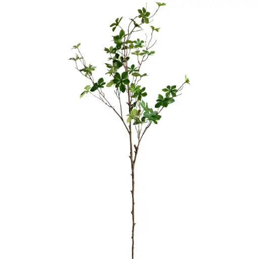 [630966] VARA Enkianthus perulatus 110CM